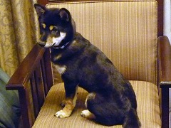 bontenmaru1010Shiba