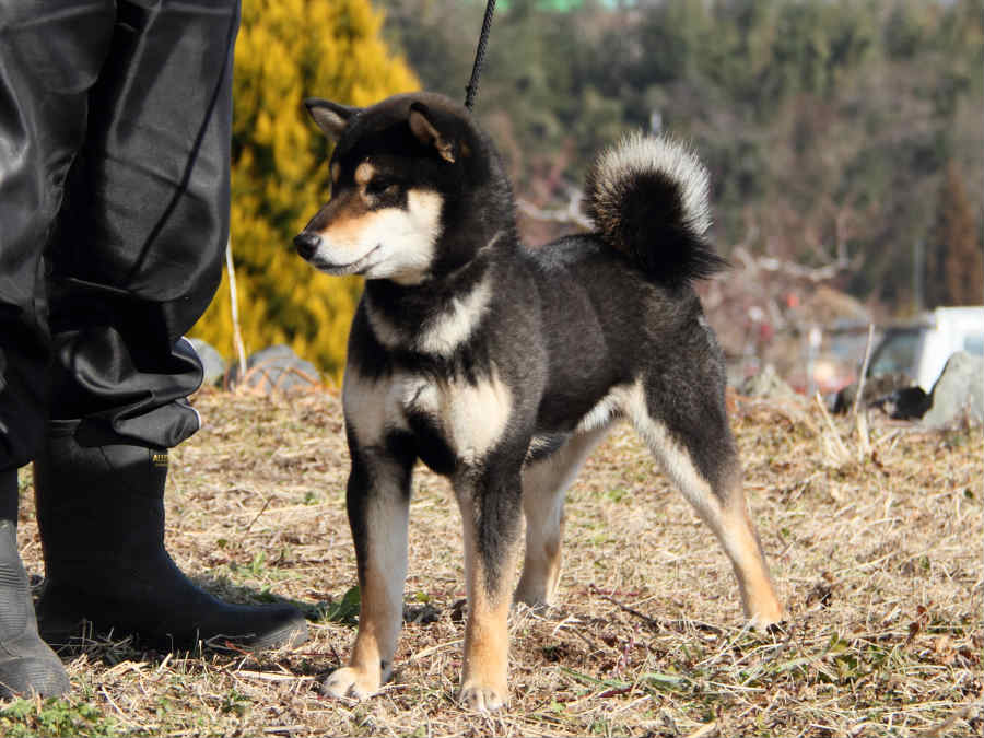 musashi_12_10-titishibainu