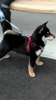 poruko20090228