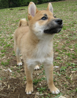 rara1
