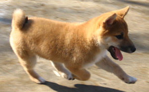 rara4