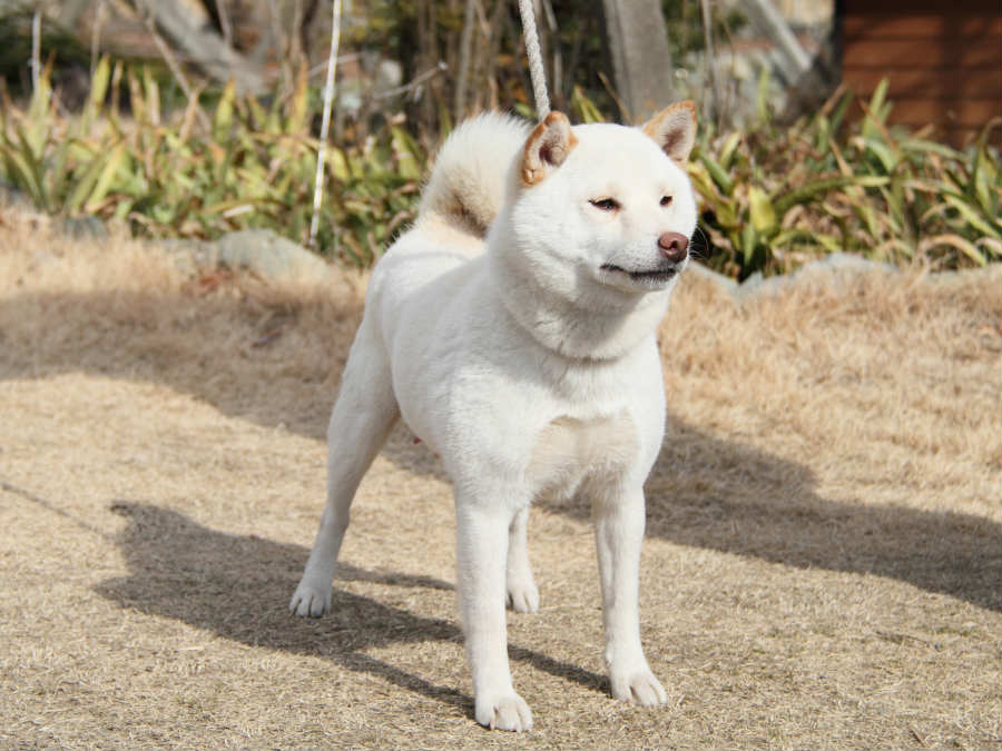 sakura.12.16-hahashibainu