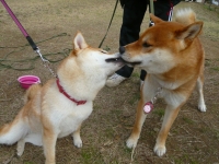 shibainu-puppy520D
