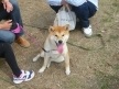 shibainu-puppy52AA