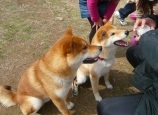 shibainu-puppy52CA
