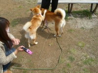 shibainu-puppy52EA