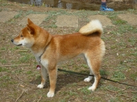 shibainu-puppy531A