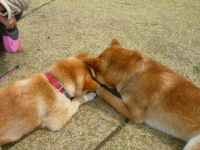 shibainu-puppy533A