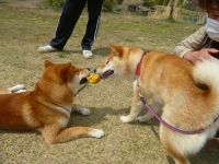 shibainu-puppy535B