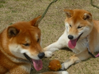 shibainu-puppy53AA