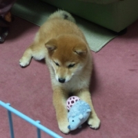 shibainu-puppyDPP_0011