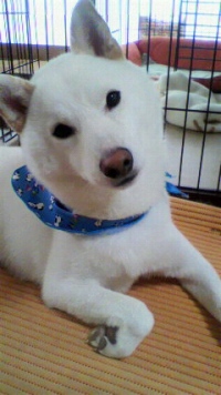 shibainu-puppyDPP_0012