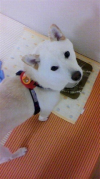 shibainu-puppyDPP_0013