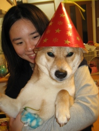 shibainu-puppyIMG_7161