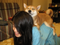 shibainu-puppyIMG_7169