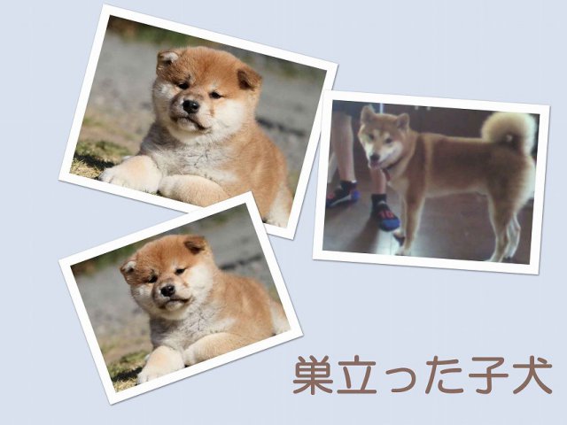 sudati-puppy sudati-puppy