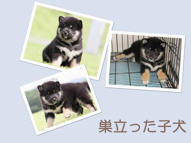 sudati-puppy sudati-puppy