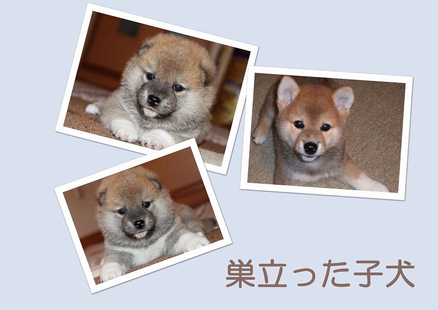 ID10013 夜桜の宝力号 | 【柴犬.net】柴犬専門ブリーダー・犬舎