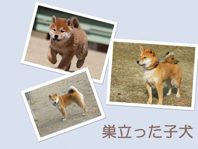 sudati-puppy sudati-puppy