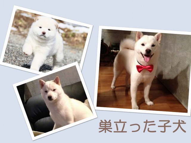 sudati-puppy sudati-puppy