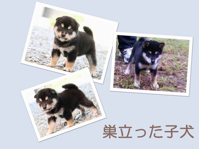 sudati-puppy sudati-puppy
