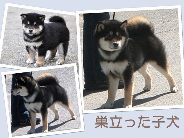 sudati107-puppy sudati107-puppy