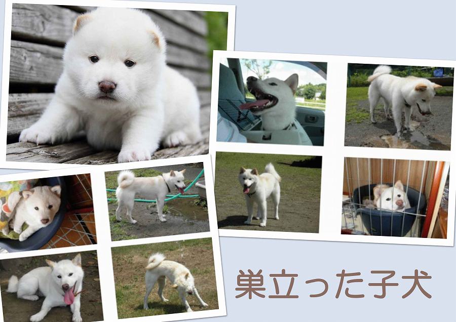 sudati1356-puppy