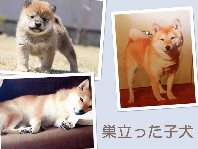 sudati1482-puppy sudati1482-puppy