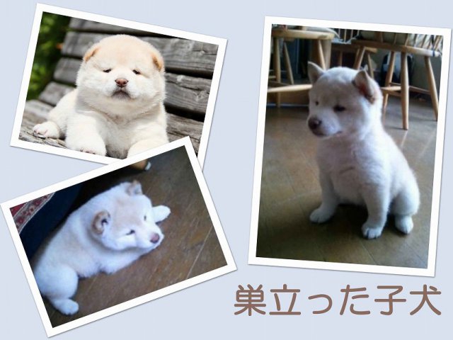 sudati2-puppy sudati2-puppy