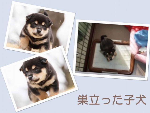 sudati2-puppy sudati2-puppy