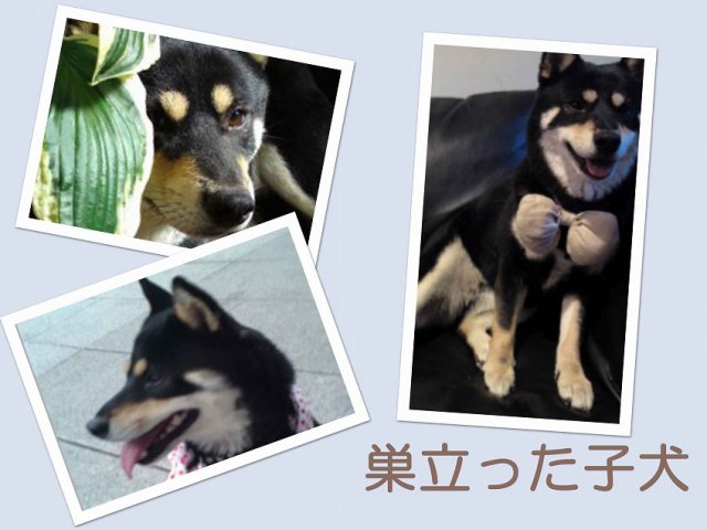 sudati2-puppy sudati2-puppy