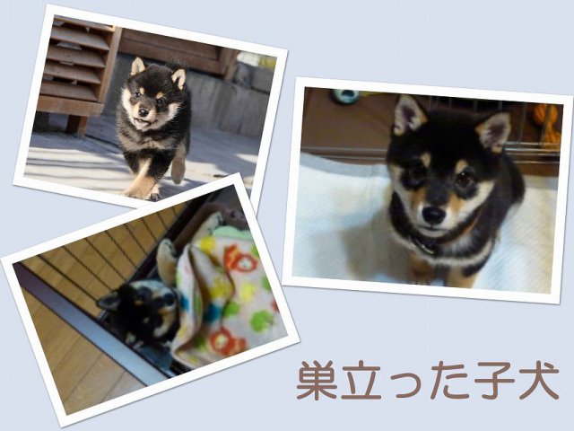 sudati2-puppy sudati2-puppy