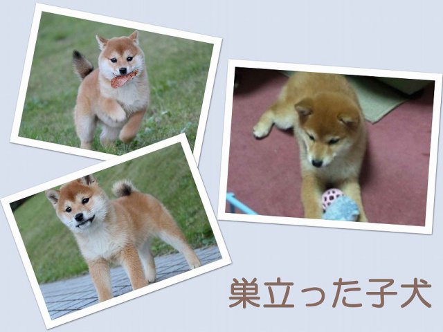 sudati2-puppy sudati2-puppy