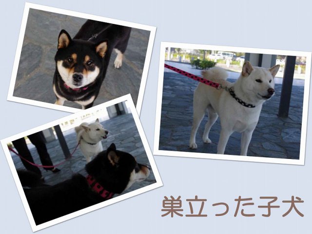 sudati2-puppy sudati2-puppy