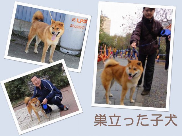 sudati2-puppy sudati2-puppy