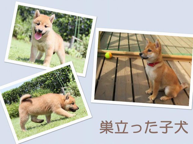 sudati2-puppy sudati2-puppy