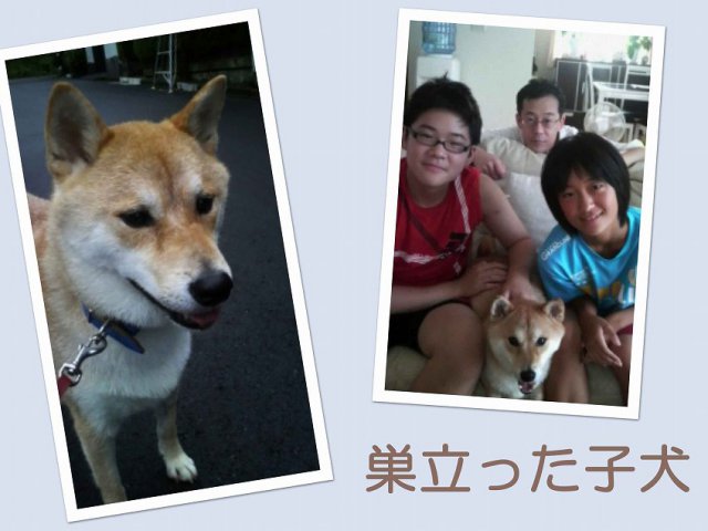 sudati2-puppy sudati2-puppy
