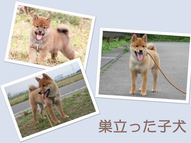 sudati2-puppy sudati2-puppy