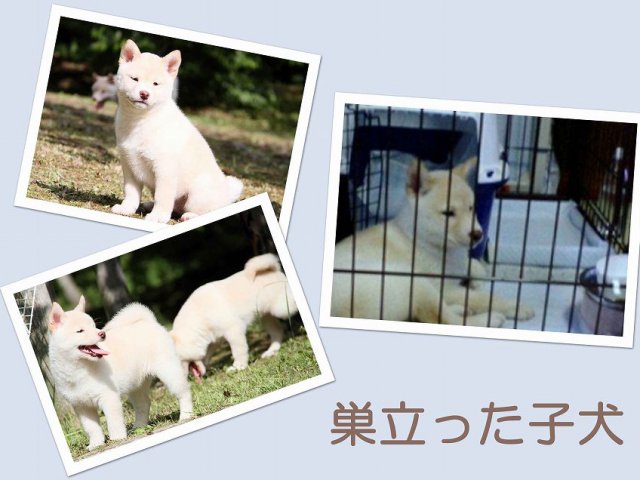 sudati2-puppy sudati2-puppy