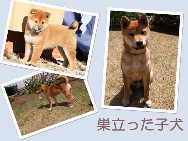 sudati2-puppy sudati2-puppy