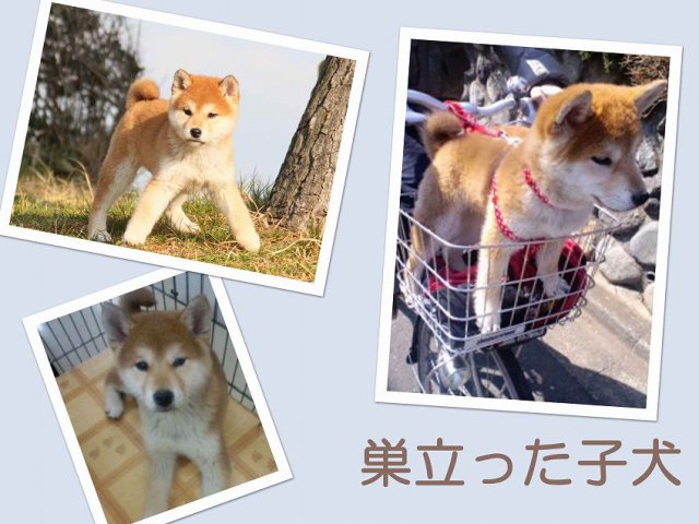 sudati2-puppy sudati2-puppy