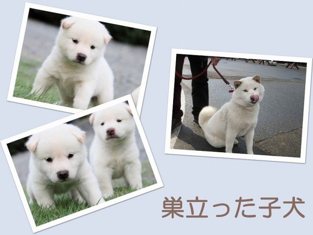 sudati2-puppy sudati2-puppy