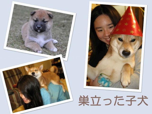 sudati2-puppy sudati2-puppy