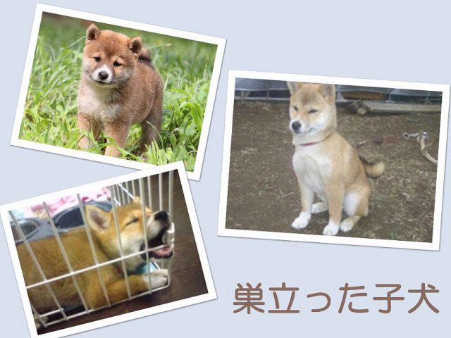 sudati2-puppy sudati2-puppy