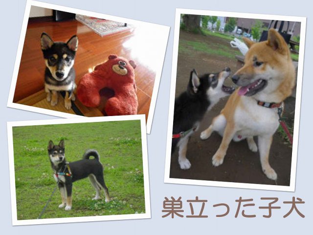 sudati2-puppy sudati2-puppy