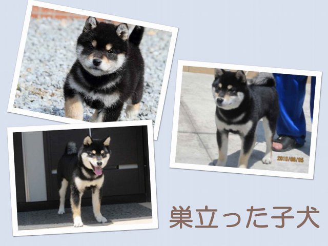 sudati2-puppy sudati2-puppy