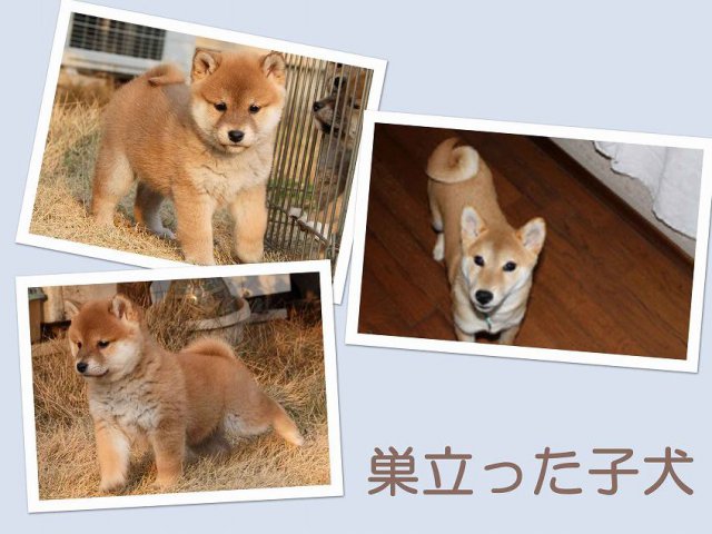 sudati2-puppy sudati2-puppy