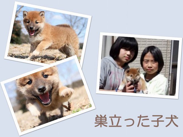 sudati2-puppy sudati2-puppy