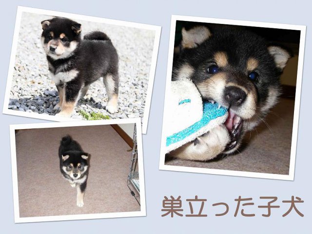 sudati2-puppy sudati2-puppy
