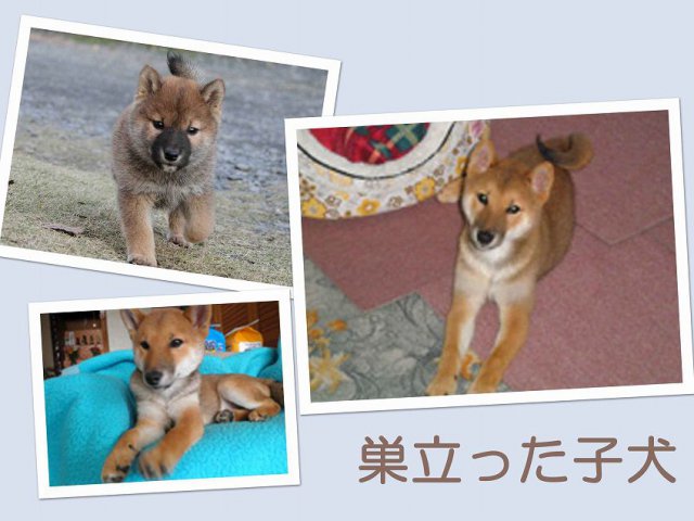 sudati2-puppy sudati2-puppy